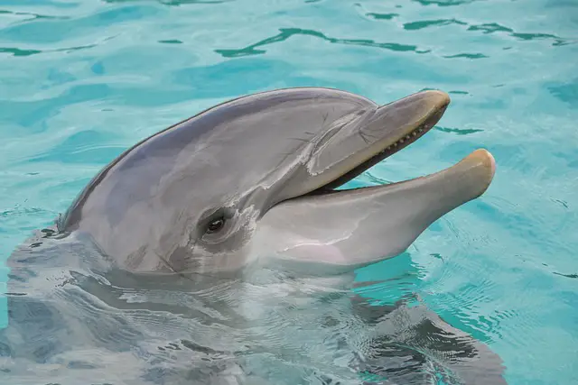 Traits Of Dolphins' Eyes
