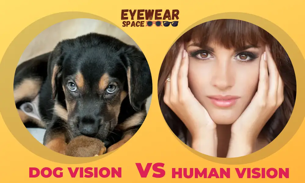 Dog Vision vs. Human Vision